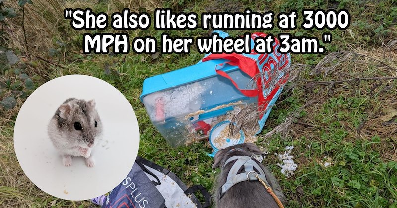 ‘To absolute scum bag that dumped this little guy in woods’: Rescuer’s raging message to hamster abandoner goes viral after fans fawn over its impressive come back story | thumbnail includes one image which shows a small gray hamster and a dog sniffing a dumped back on grass ‘“She also likes running at 3000 mph on her wheel at 3am.”’