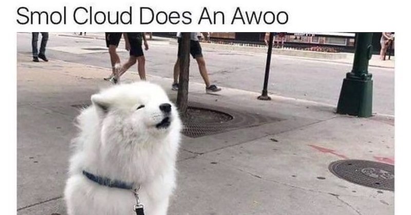 26 Sweet Dog Memes to Dunk in Your Tea Coffee When You Need Pup Me Up | thumbnail includes one image which shows a white fluffy dog howling on sidewalk ‘Smol cloud does an awoo’