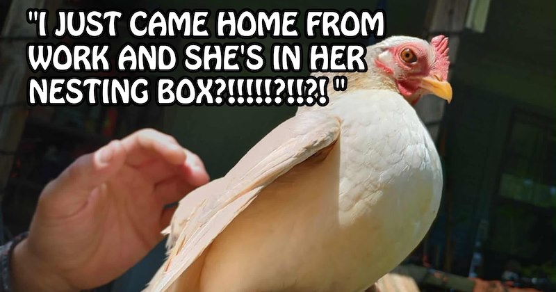 ‘A hawk swooped down and took her.’: Chicken stolen by bird as pawrent watches miraculously returns to coop just 24 hrs later  | thumbnail includes one image which shows a cream colored chicken being petted ‘“I just came home from work and she’s in her nesting box?!!!!!?!?”’