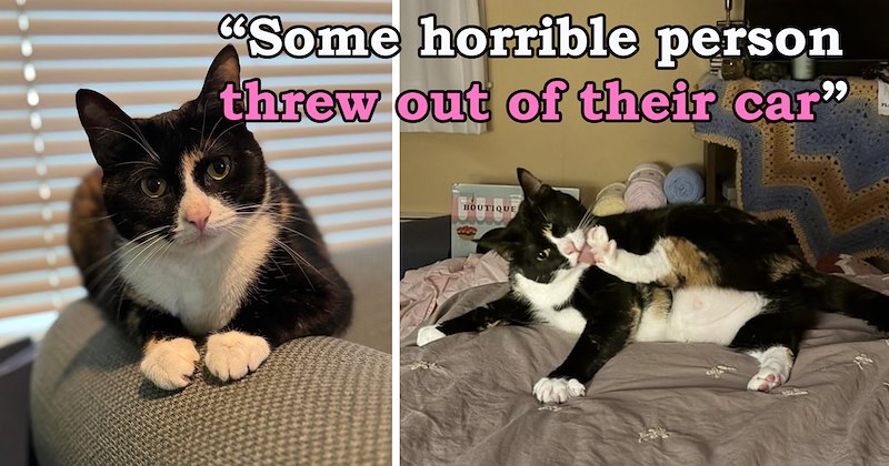 story about someone saving a kitten that was thrown out of a moving car on a busy highway | thumbnail includes two pictures including an elegant tuxedo cat and a goofy cat in a silly pose 'Some horrible person threw out of their car'