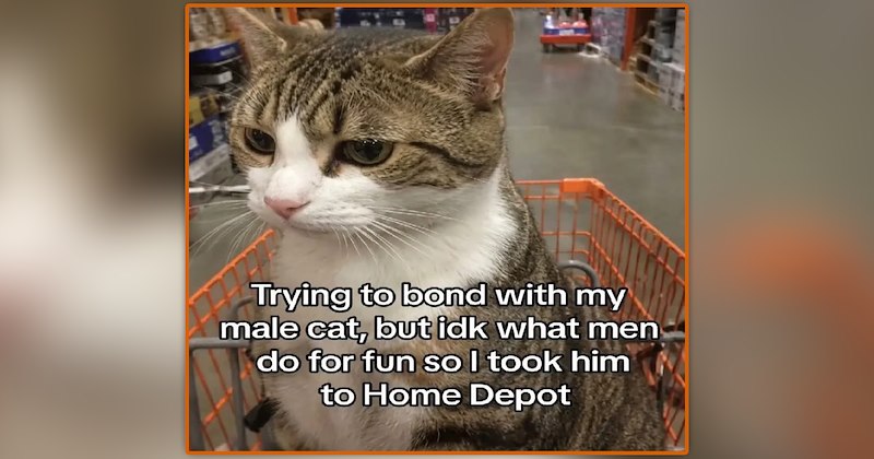 funny and wholesome cat memes | thumbnail includes one meme sitting in the child's spot in a cart in a store 'Trying to bond with my male cat, but idk what men do for fun so I took him to Home Depot'