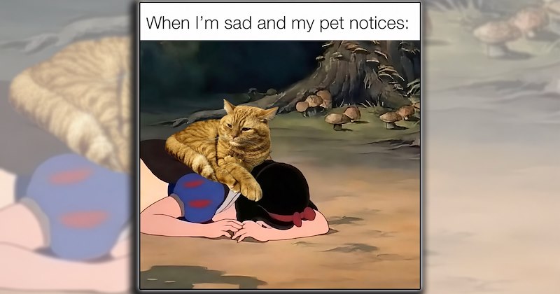 humor dogs pet parents fur family animal breeds fur baby comedy Cats funny animals Funny Animals - 47041541
