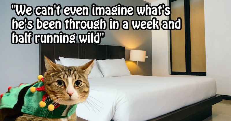 ‘I messed up and sold my gf’s cat by accident.’: Cat freaked out by pawrents’ moving sale hides in sold bed rides with buyers to their home | thumbnail includes one image which shows a cat in elf costume next to bed ‘“We can’t even imagine what hes been through in a week and a half running wild”’