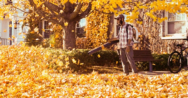 neighbors maple tree homeowner blowing leaves fall Neighbors - 47045125