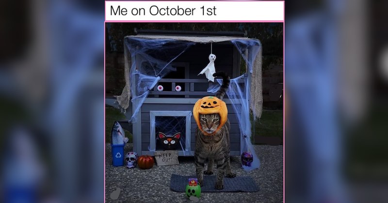 26 Soft and Sweet Cat Memes For a Pre-Halloween Sugar Rush