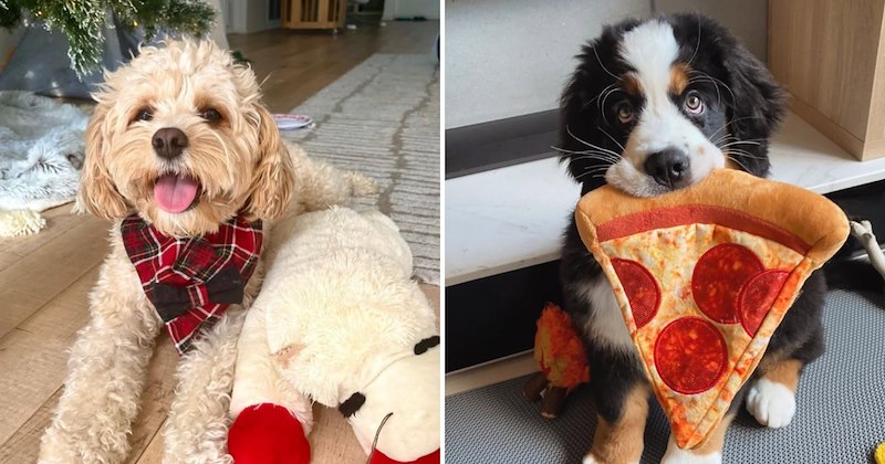 pups happy dogs dogs wholesome dogs dog toys Doggos - 47046149