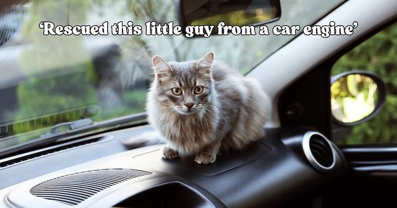 24 pictures of cats and text | thumbnail includes one picture of a cat and one picture of text including '‘Rescued this little guy from a car engine’' 