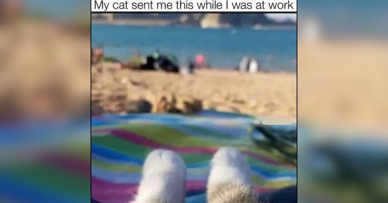 25 Peaceful Cats Finding Enlightenment One Sunbeam at a Time
