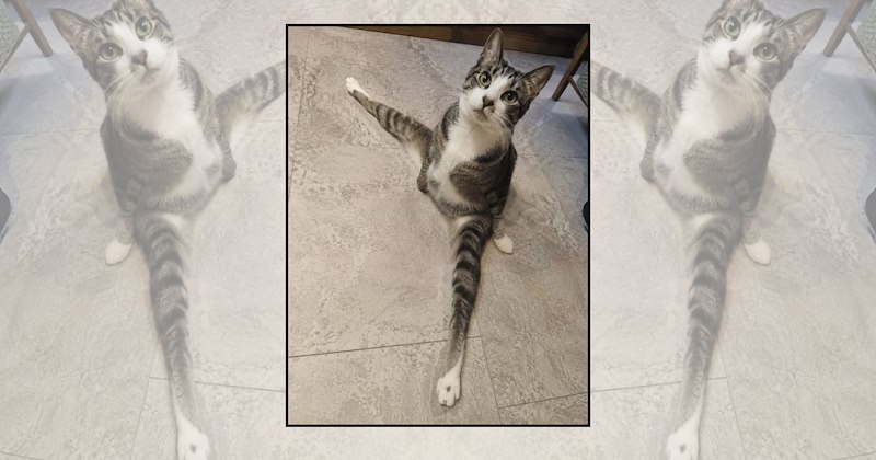 pet pilates flexible cats wholesome cats folding felines Cats Cats - 47047685