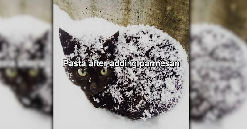 wholesome hilarious funny memes purrfect Memes cute cats funny cats feline hissterical funny felines Cats funny animals pawdorable cat memes Cats - 47047941
