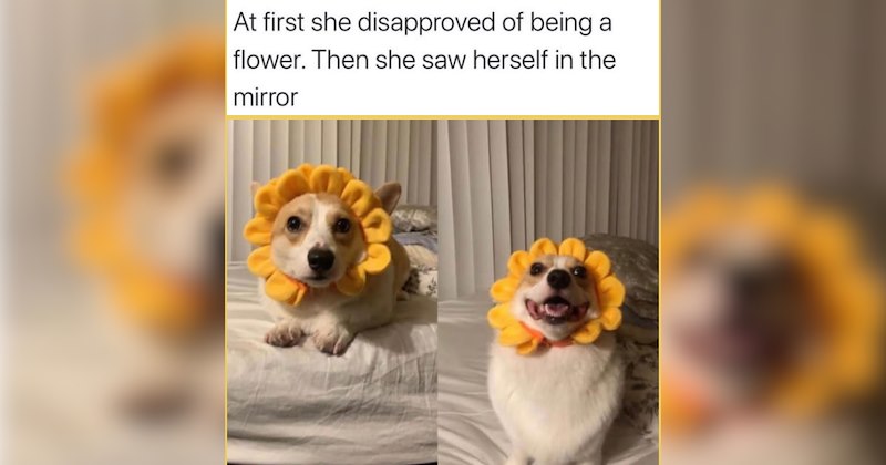 22 Gourd-geous Chonky Animal Memes for Fall-Loving Folks Gathering a Harvest of Wholesome