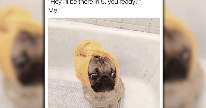 wholesome dogs cute dogs Awwdorable dog memes puppies funny dog memes funny memes Memes funny dogs lol hissterical funny animals pawdorable Doggos - 47048965