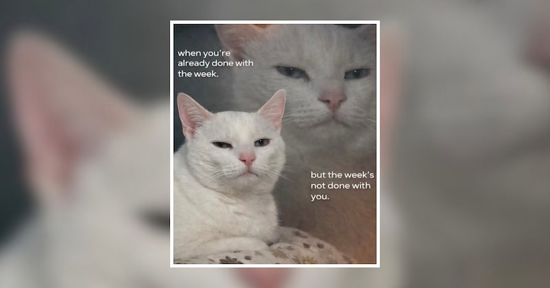 cats on mondays adorable life with pets feel good animal funny memes comedy mondays animal memes Cats wholesome animal memes animals Cats - 47051525