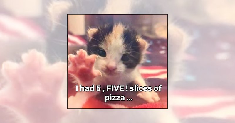 funny kittens tiny cats adorable kittens soft kitten memes wholesome cat memes cute kittens wholesome kittens kitten memes cat memes baby cats cat lovers Cats - 47053061