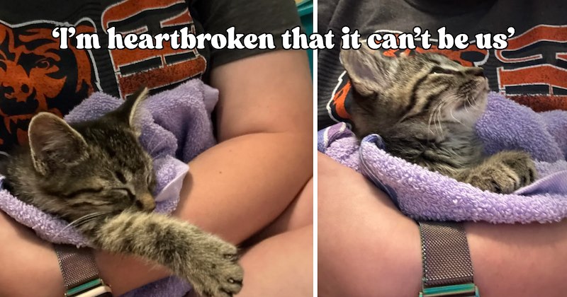21 pictures of cats and text | thumbnail includes two pictures of a cat and one picture of text including '‘I’m heartbroken that it can’t be us’' 
