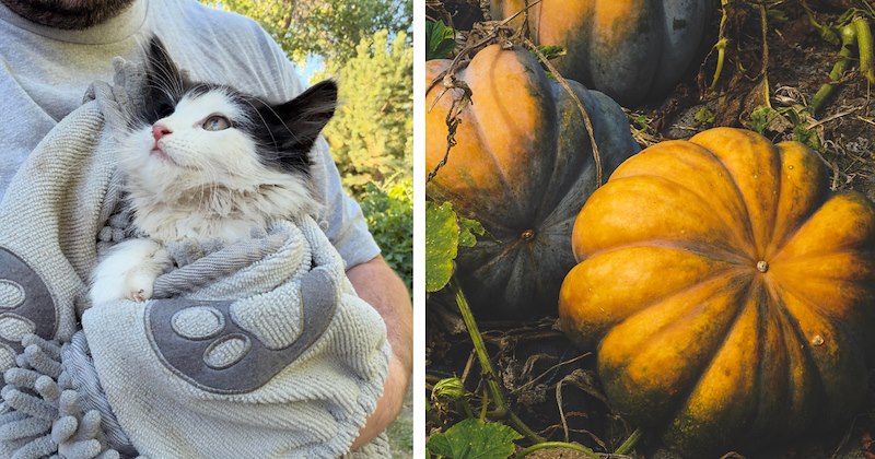 Little cat shows up in squash garden just in time to be adopted by neighbor whose senior cat just crossed rainbow bridge, giving love a new place to grow 