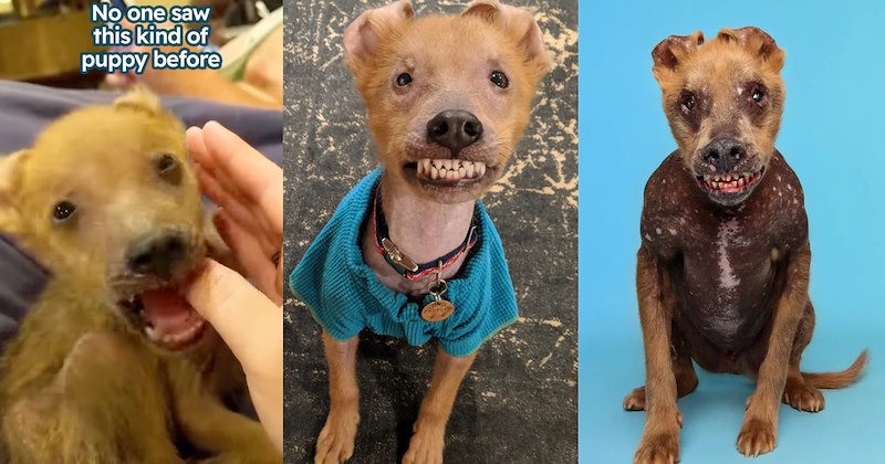 Story of dog rescue and adoption | Thumbnail includes one picture of a puppy including 'No one saw this kind of puppy before', and two pictures of rescue dog Chupey