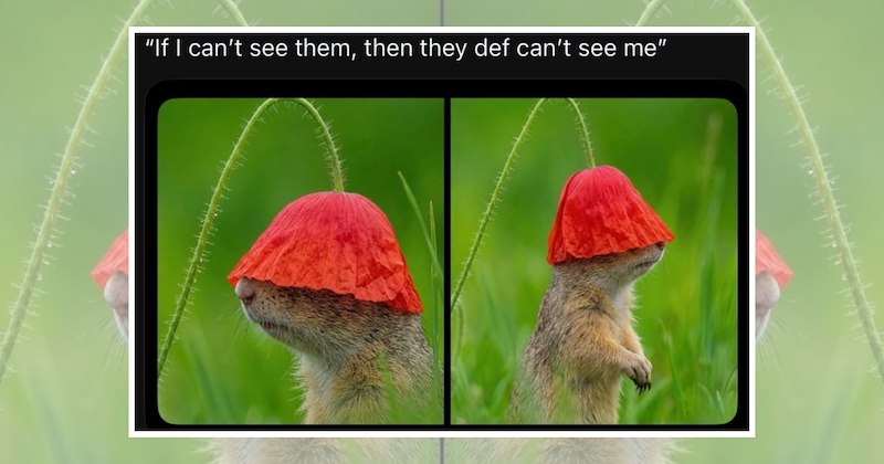 adorable animals heartwarming wholesome animals animal memes fall Animals - 47060485