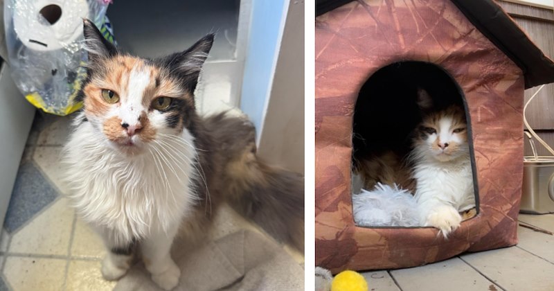 Senior cat finally finds a loving home only to be diagnosed with cancer, loving new owner vows to make her last moments matter
