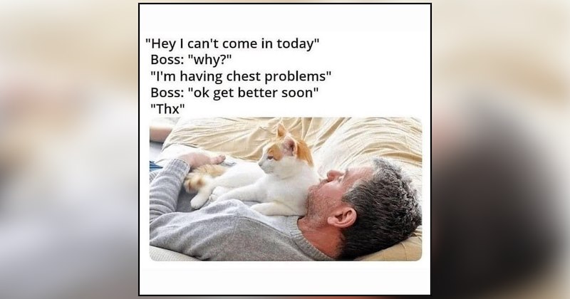 25 cat memes | thumbnail includes one meme and one picture of text including '"Hey I can't come in today" Boss: "why?" "I'm having chest problems" Boss: "ok get better soon" "Thx"' 