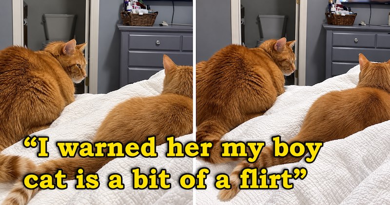 funny story of a boy cat hitting on a girl cat during a playdate their owners brought them to | thumbnail includes two pictures of two ginger cats on a bed with one cat slow-blinking at the other 'I warned her my boy cat is a bit of a flirt'