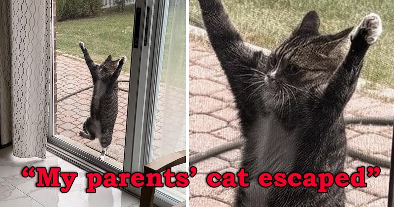story about a cat who ran away trying to break back into his house and having memes made about him | thumbnail includes a picture of a cat climbing up a mesh door 'My parents’ cat escaped'