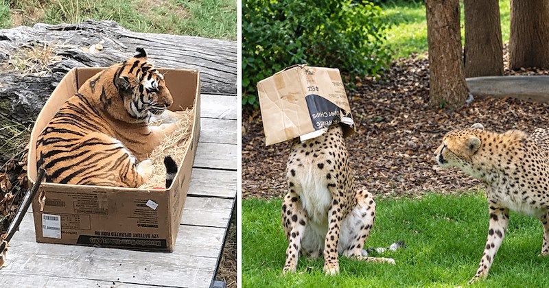 pictures of big cats playing with boxes like house cats | thumbnail includes one picture of a tiger sitting in a box and another of a cheetah with a box on its head and nother cheetah looking at it with confusion 