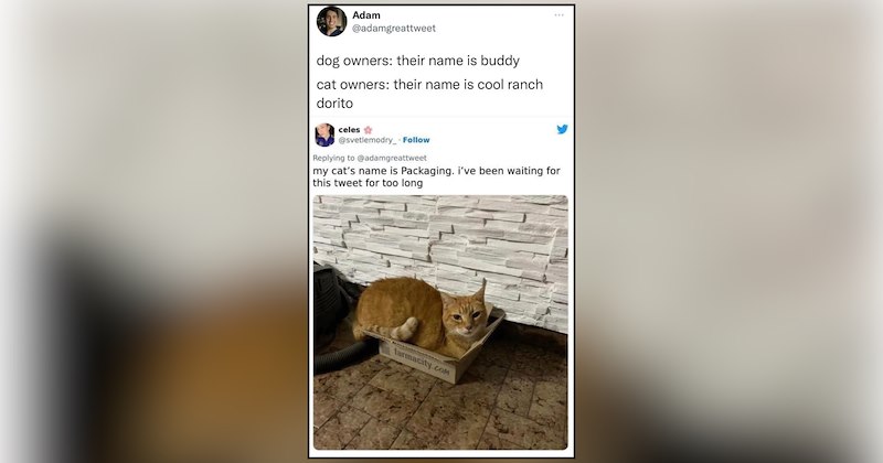 26 cat memes | thumbnail includes one meme and one picture of text including 'Adam @adamgreattweet dog owners: their name is buddy cat owners: their name is cool ranch dorito my cat's name is Packaging. i've been waiting for this tweet for too long' 