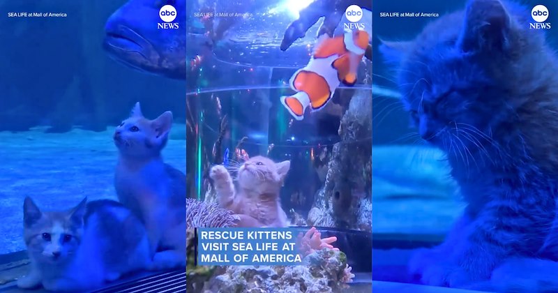 Pictures and video of rescue kittens at SEA LIFE in Mall of America | Thumbnail includes one picture of an orange kitten with fish including 'SEA LIFE at Mall of America RESCUE KITTENS VISIT SEA LIFE AT MALL OF AMERICA abc NEWS', one picture of two kittens and fish including 'SEA LIFE at Mall of America abc NEWS', and one picture of a kitten sleeping including 'SEA LIFE at Mall of America abc NEWS'