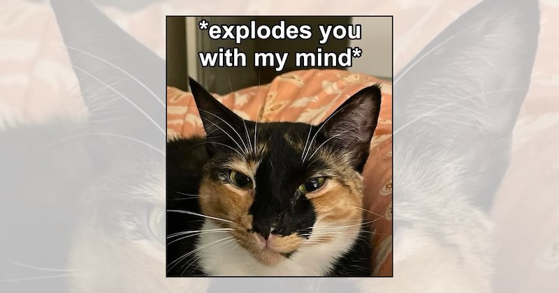 Cats cat humor silly cats relatable memes almost friday cat owners animal memes cat memes - 47065605