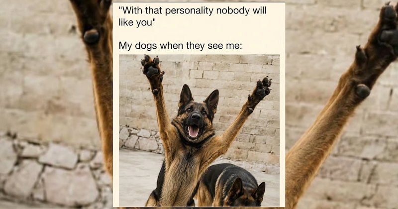 dogs cute dogs doggy dog memes funny dog memes cute Memes doggos doggo funny dogs funny Doggos - 47065861