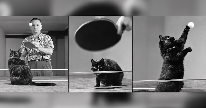Story of Dagwood the ping pong cat | Thumbnail includes three pictures of Dagwood and her owner playing ping pong