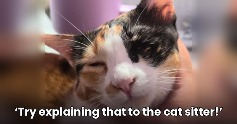 Story of cat owner seeking advice on cat's neck cuddle habit | Thumbnail includes two pictures of a calico cat and one picture of text including '‘Try explaining that to the cat sitter!’'