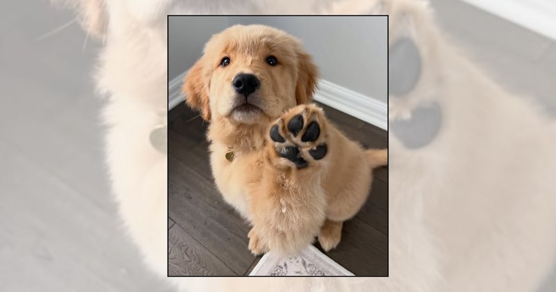 Doggos cute dogs dog pictures puppy paws wholesome dogs toe beans dog lovers dog paws - 47068165