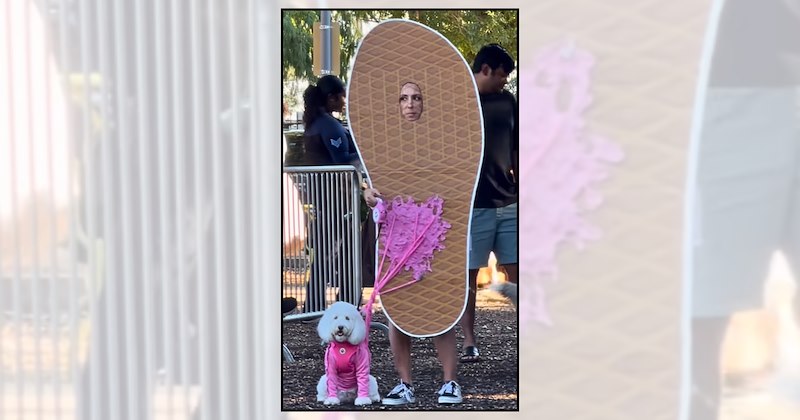 Doggos dog costumes dog owners halloween costume ideas - 47068677