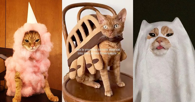humor spooky season fur family cat breeds pets halloween animal breeds felines Cats funny animals costume ideas Cats - 47068933