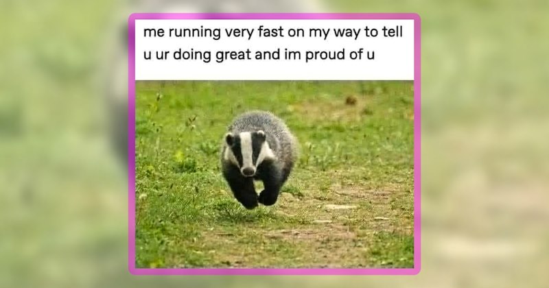 25 animal memes | thumbnail includes one meme including 'me running very fast on my way to tell u ur doing great and im proud of u'