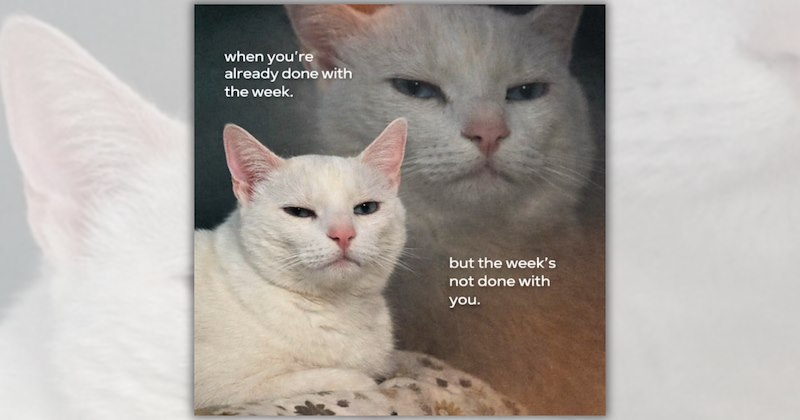 32 cat memes | Thumbnail includes one meme including 'when you're already done with the week. but the week's not done with you.'