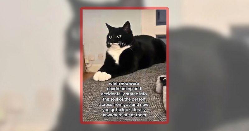 30 cat memes | thumbnail includes one meme including 'when you were daydreaming and accidentally stared into the soul of the person across from you and now you gotta look literally anywhere but at them'