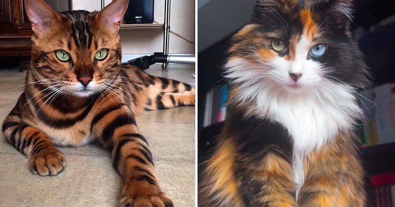 wholesome cats magical cats adorable cats love cats magic cats Cats - 47076613