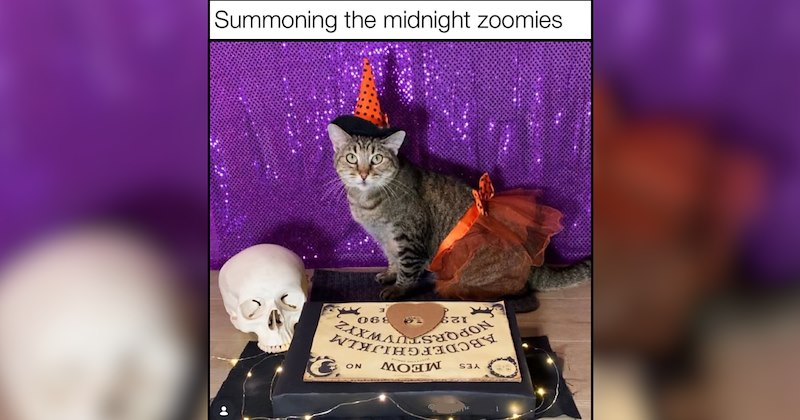 22 Spooky Season Cat Memes for a Purranormal Dose of Feline Fun