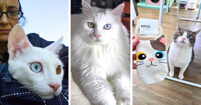 22 cat pictures | thumbnail includes 3 pictures of cats with heterochromia