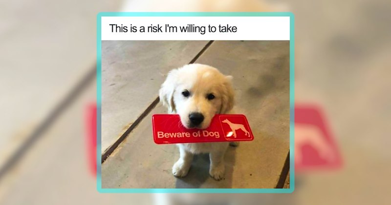 24 dog memes | thumbnail includes one meme including 'This is a risk I'm willing to take Beware of Dog'