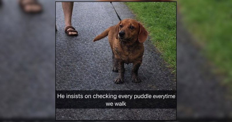 Rainy Day Dog Memes to Cozy Up Under Covers For the Day