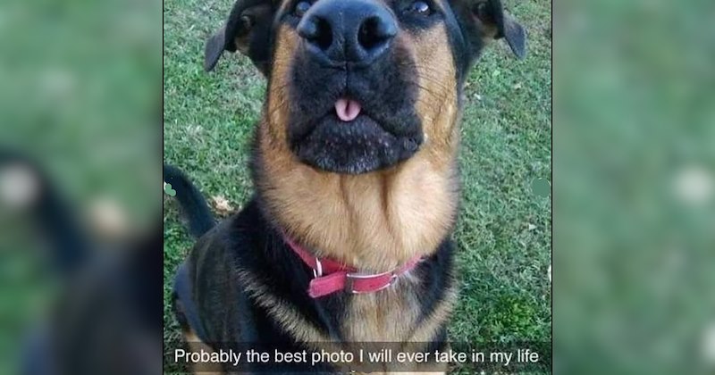 22 Good Morning Barks of Memes for Doggo Loving Owners Running on Kibble and Coffee 