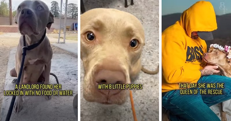 nature wholesome random act of kindness kindness of strangers lovely animals animal rescue cute unexpected lovely wholesome animals awww animals rescue Rescues & Adoption - 47081221