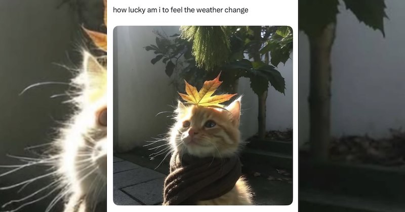 lolcats silly cats wholesome cats adorable cats love cats cute cats funny cats cat photos Cats hilarious cats Cats - 47083525