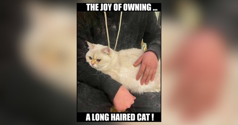 25 cat memes | thumbnail includes one cat meme and one picture of text including 'THE JOY OF OWNING... A LONG HAIRED CAT!' 