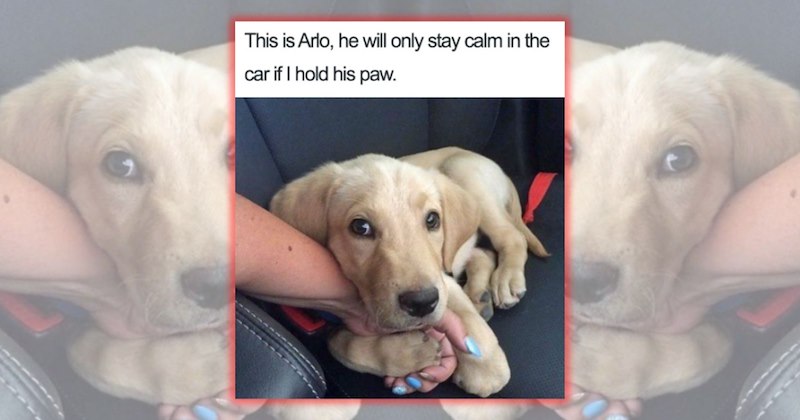 wholesome dog adorable dogs wholesome animals funny animal memes Doggos - 47086597