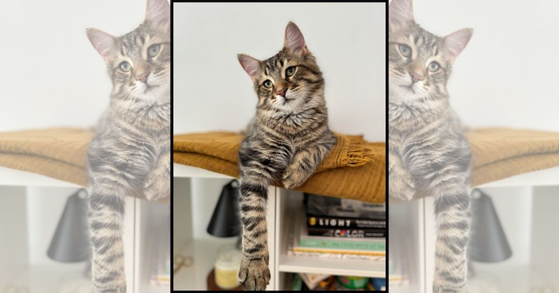 wholesome cats adorable cats cat pictures cute cats funny cats Cats Cats - 47087109